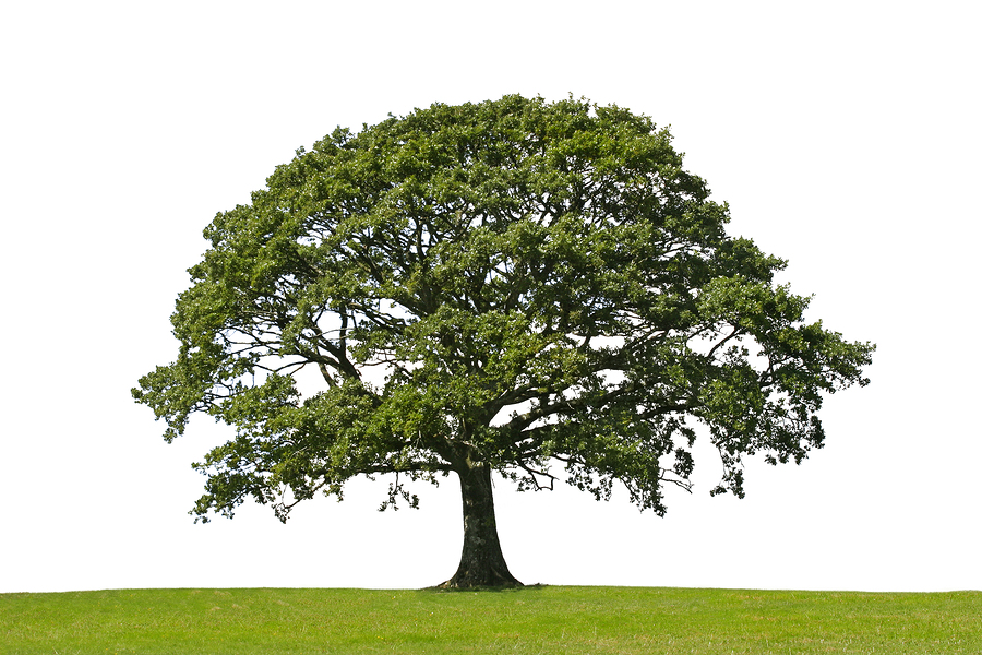 Oak Tree, Symbol Of Strength